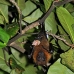 bat_fruit_lan_baa_v_0217_mal0269.jpg